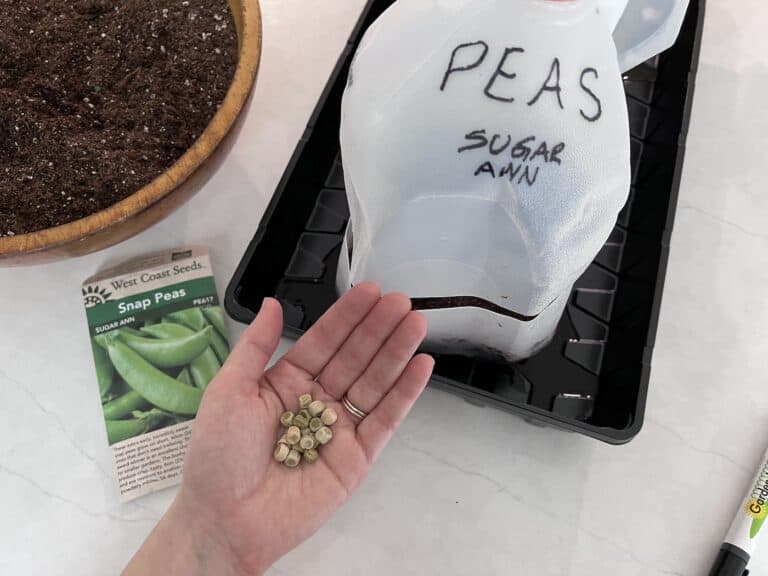 Winter sowing peas