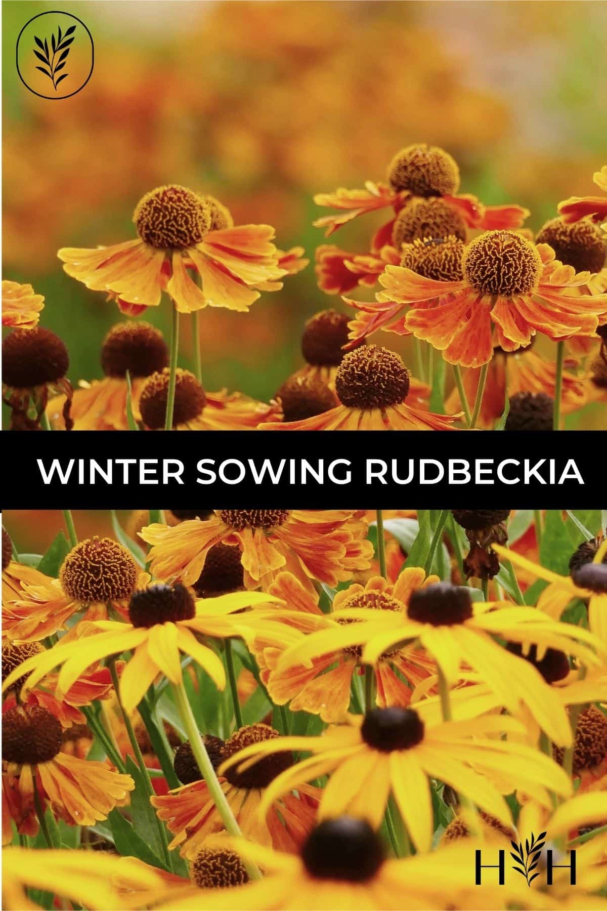Winter sowing rudbeckia via @home4theharvest