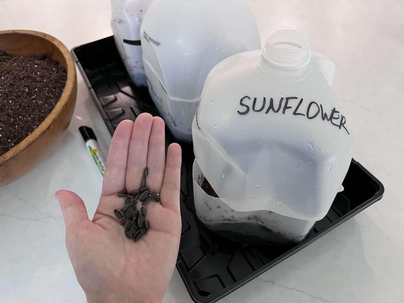 Winter sowing sunflowers ️ 🌻 The coldweather approach to a sunny garden