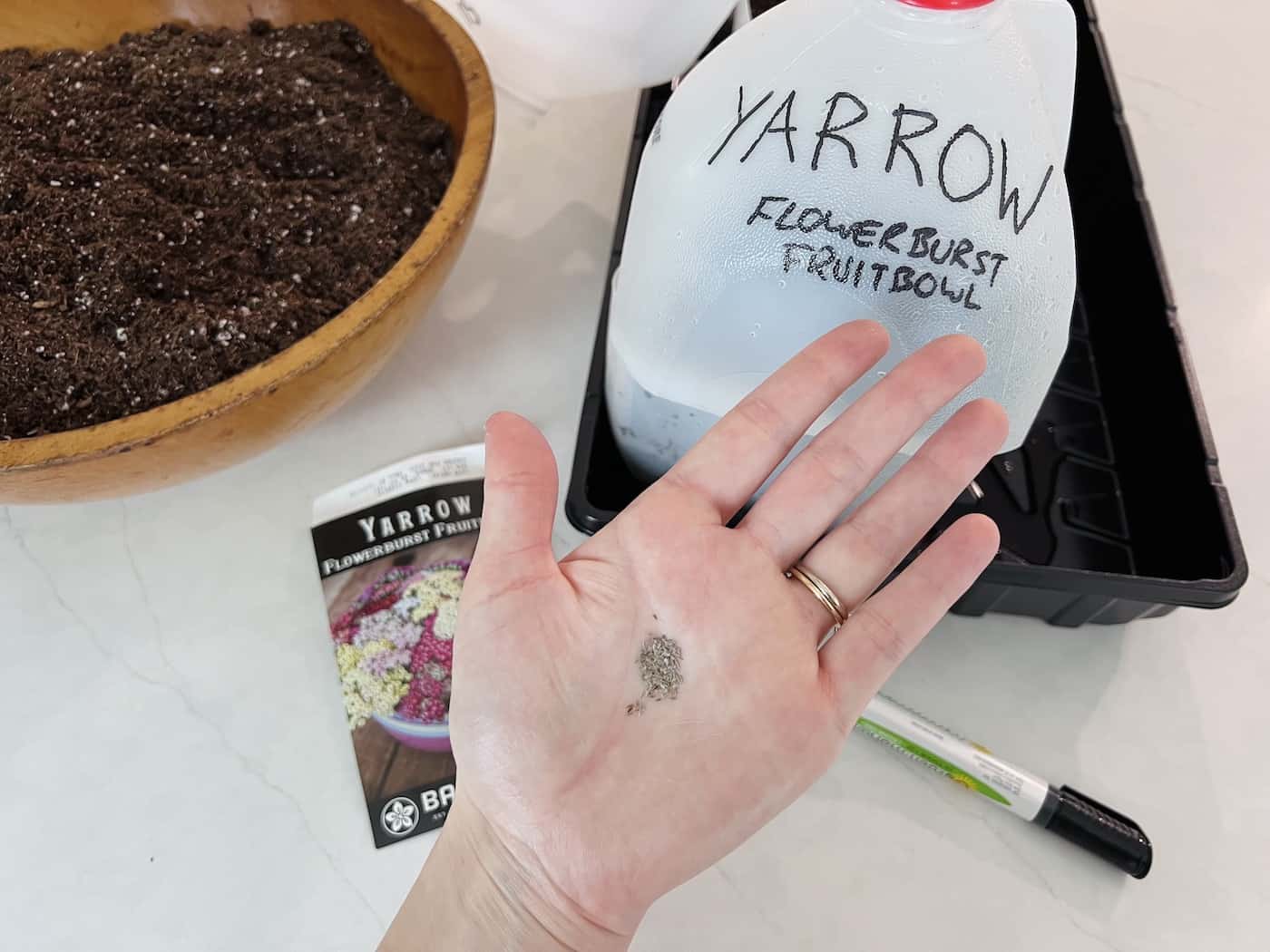 Winter sowing yarrow seeds