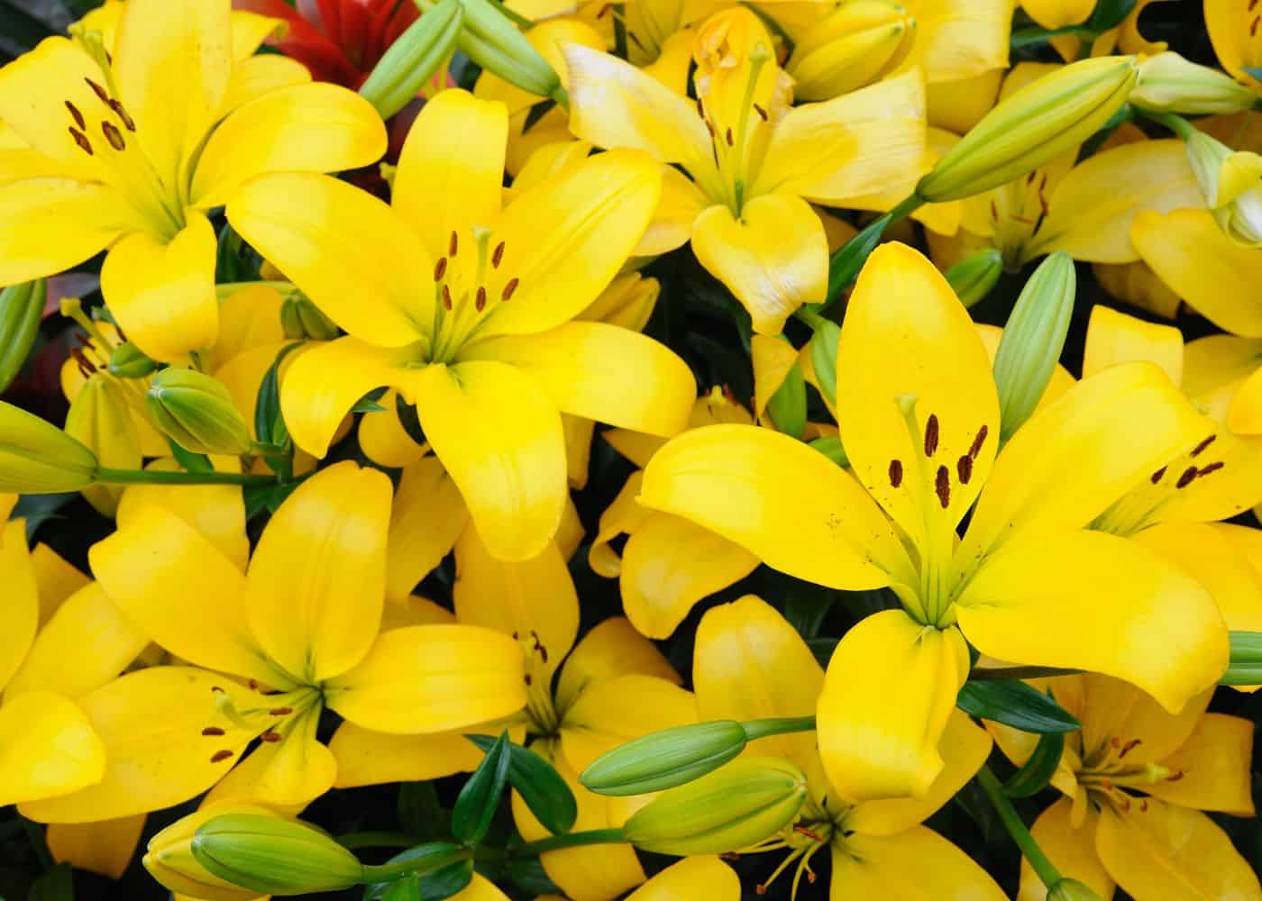 Yellow carpet border lilies