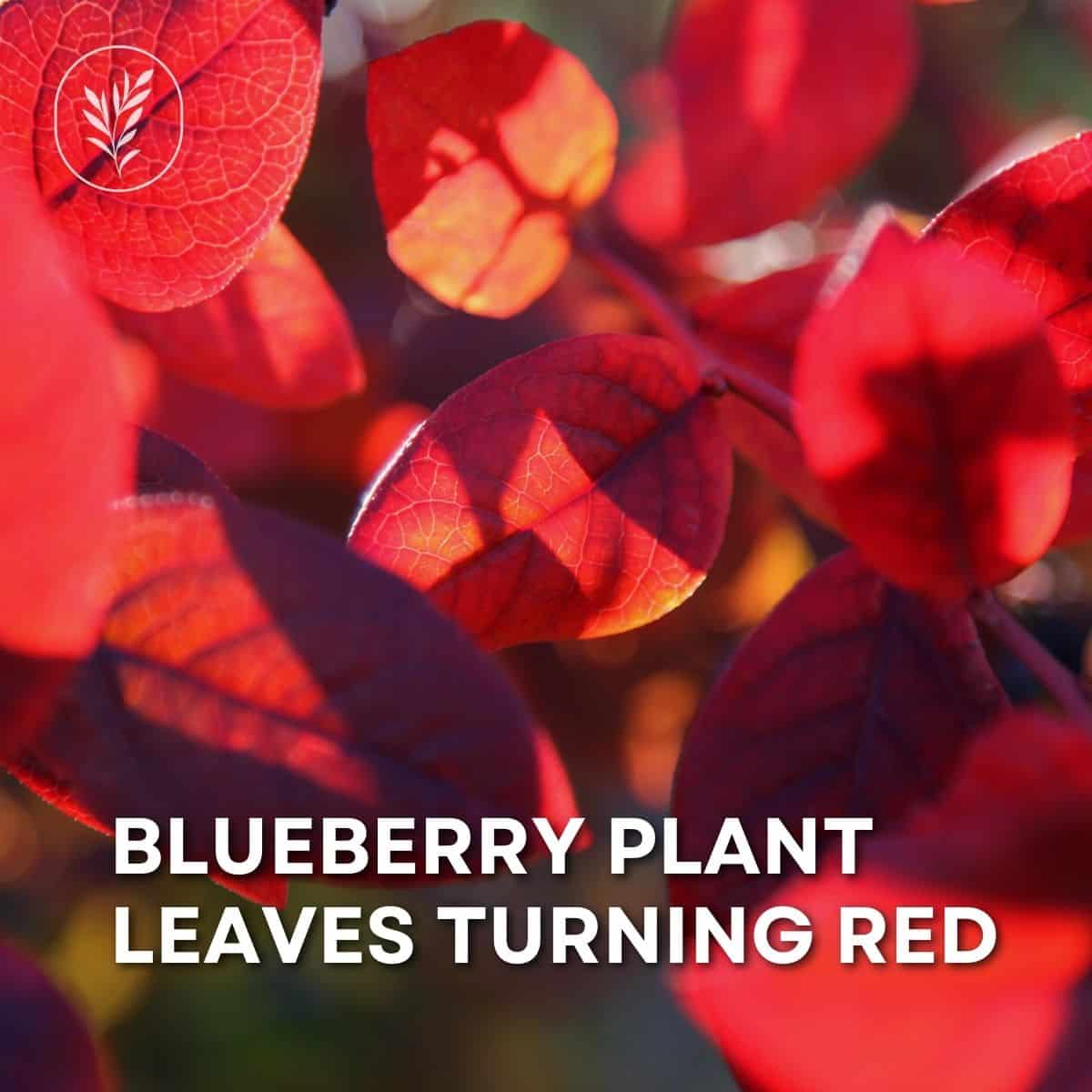 Blueberry plant leaves turning red via @home4theharvest