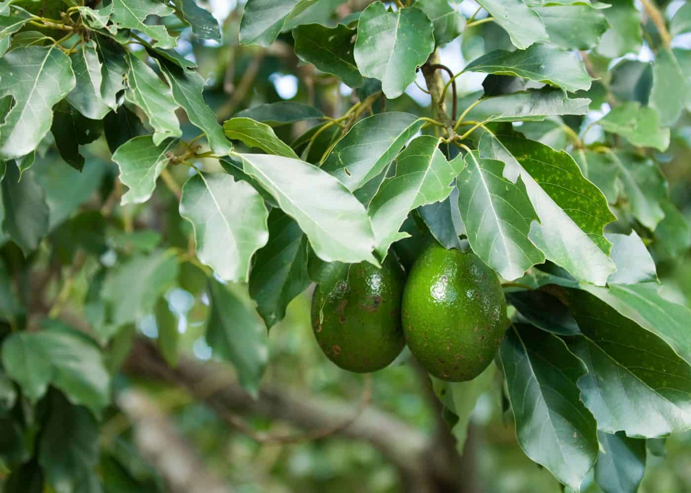 How long for an avocado tree to bear fruit