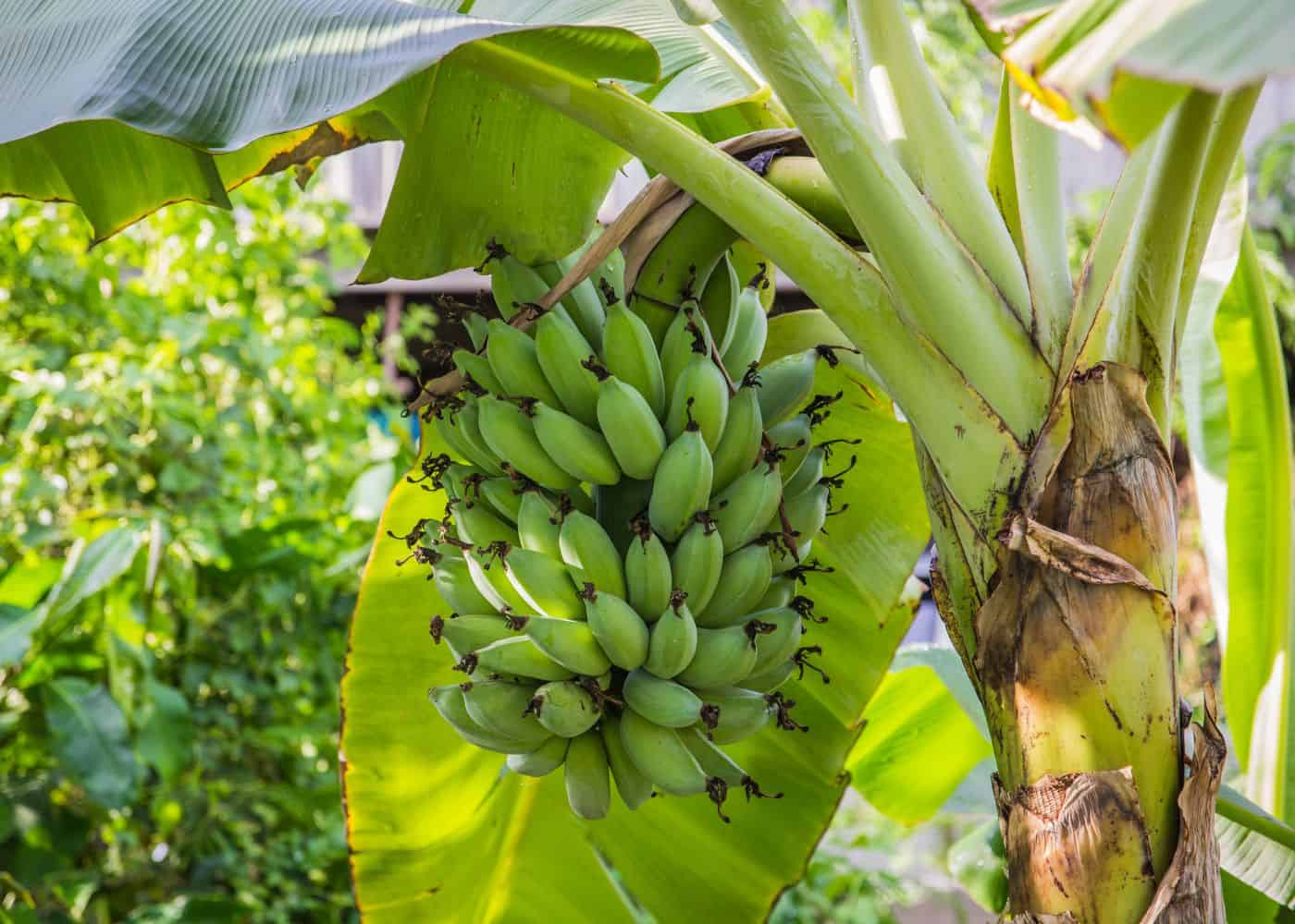 How to grow a banana tree (1)