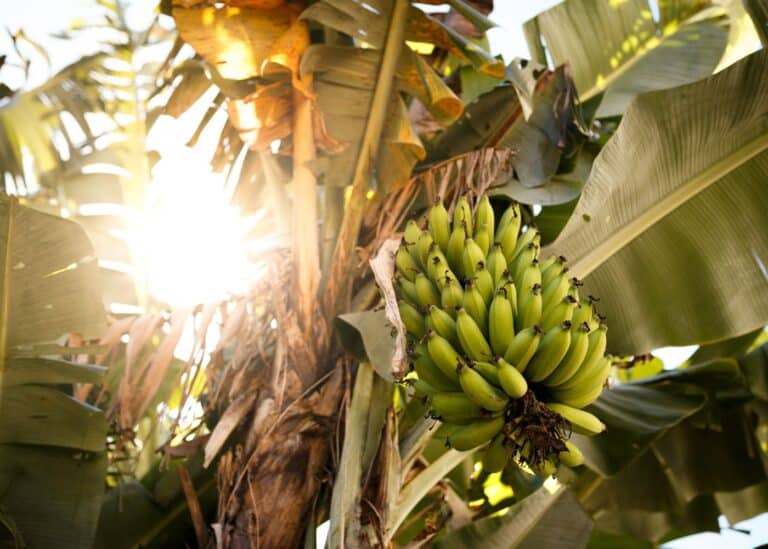 How to grow a banana tree