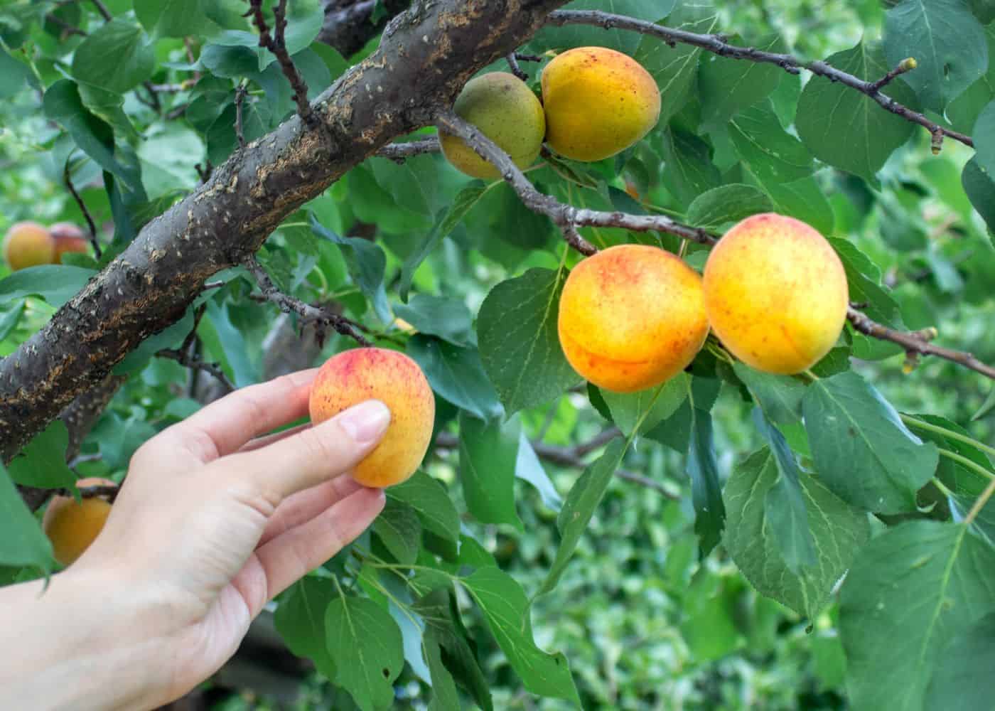 Picking apricots