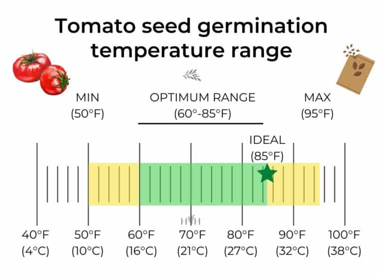 Tomato seed germination temperature