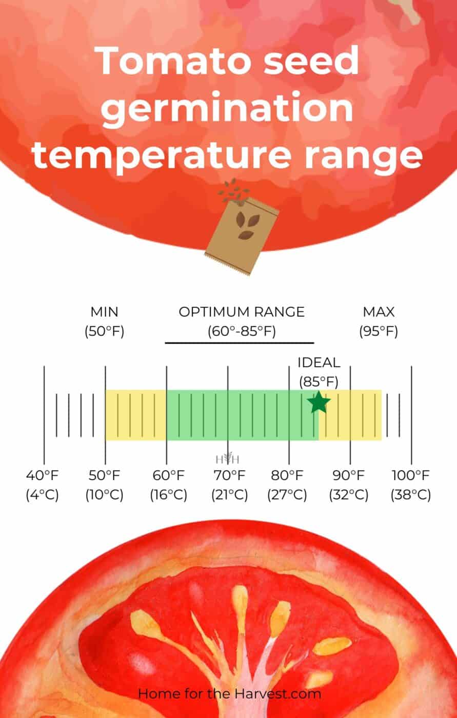 Tomato seed germination temperature range