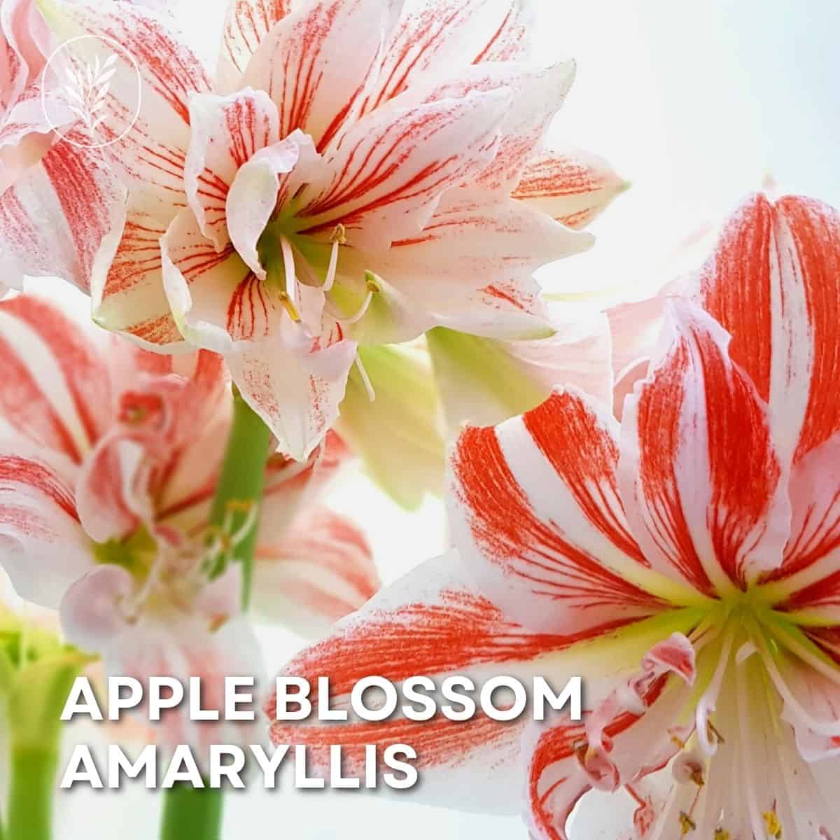 Apple blossom amaryllis via @home4theharvest