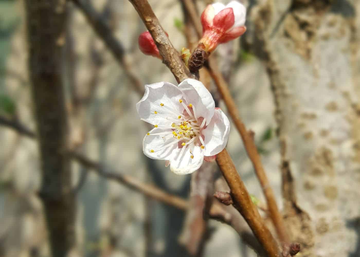 Apricot blossom