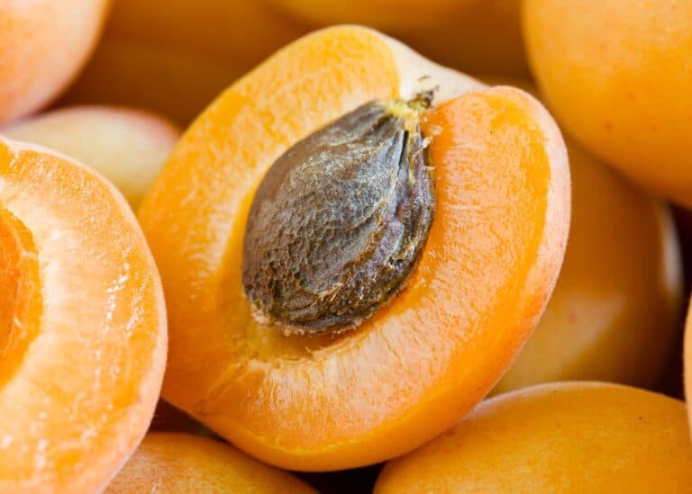Apricot pit