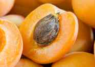 Apricot Seed Apricot Seed