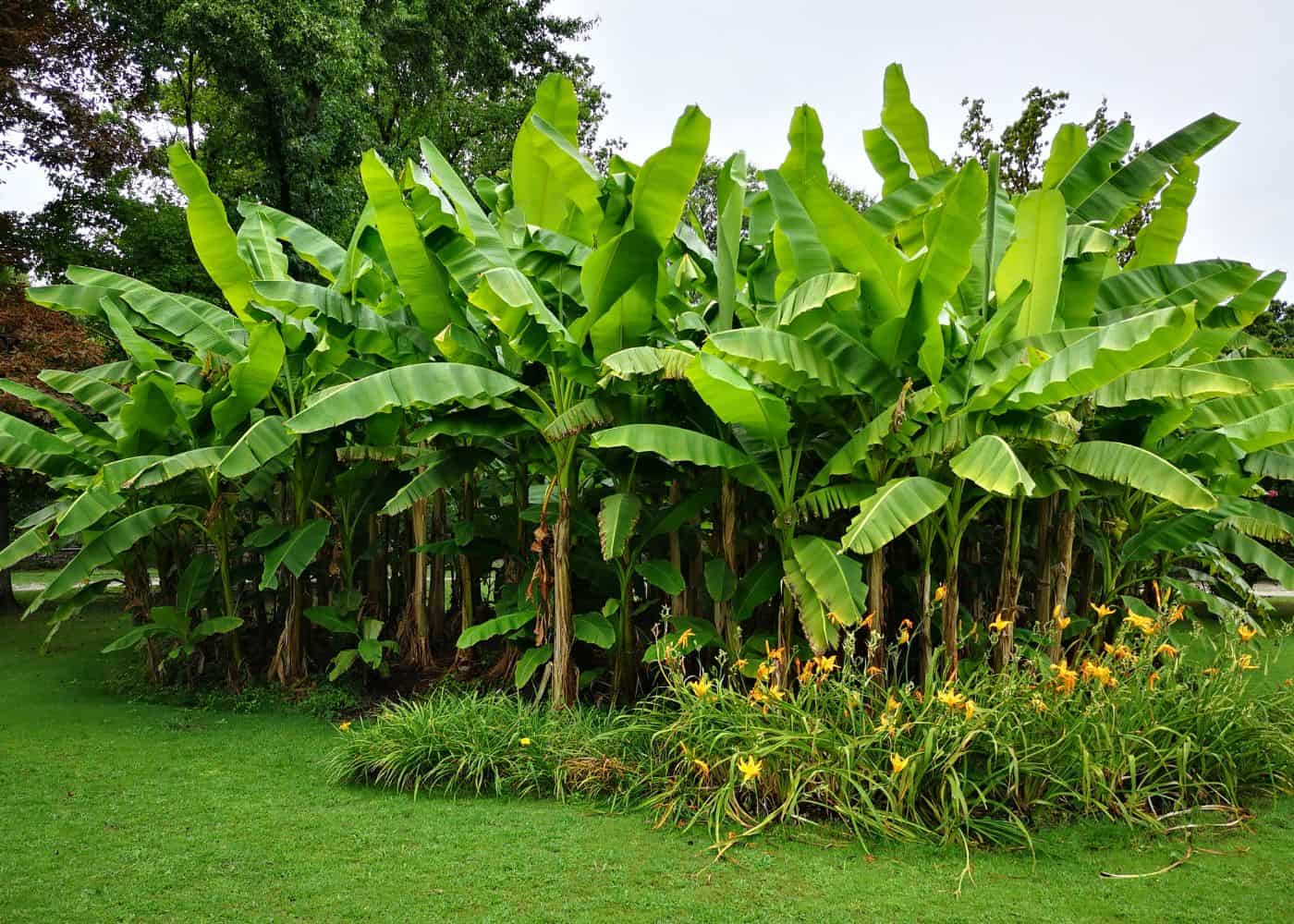 Banana plants in the garden
