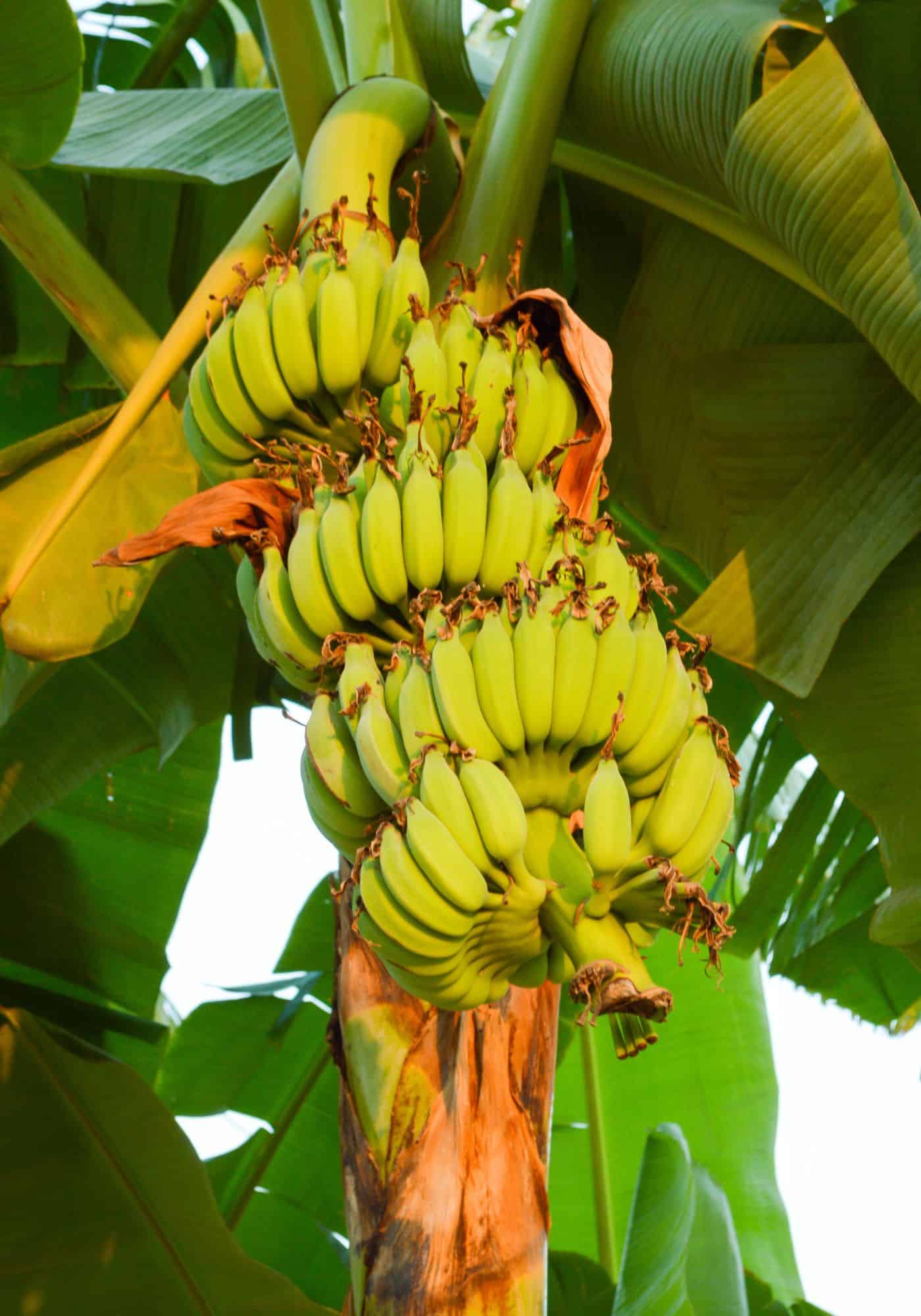 Banana tree feeding tips