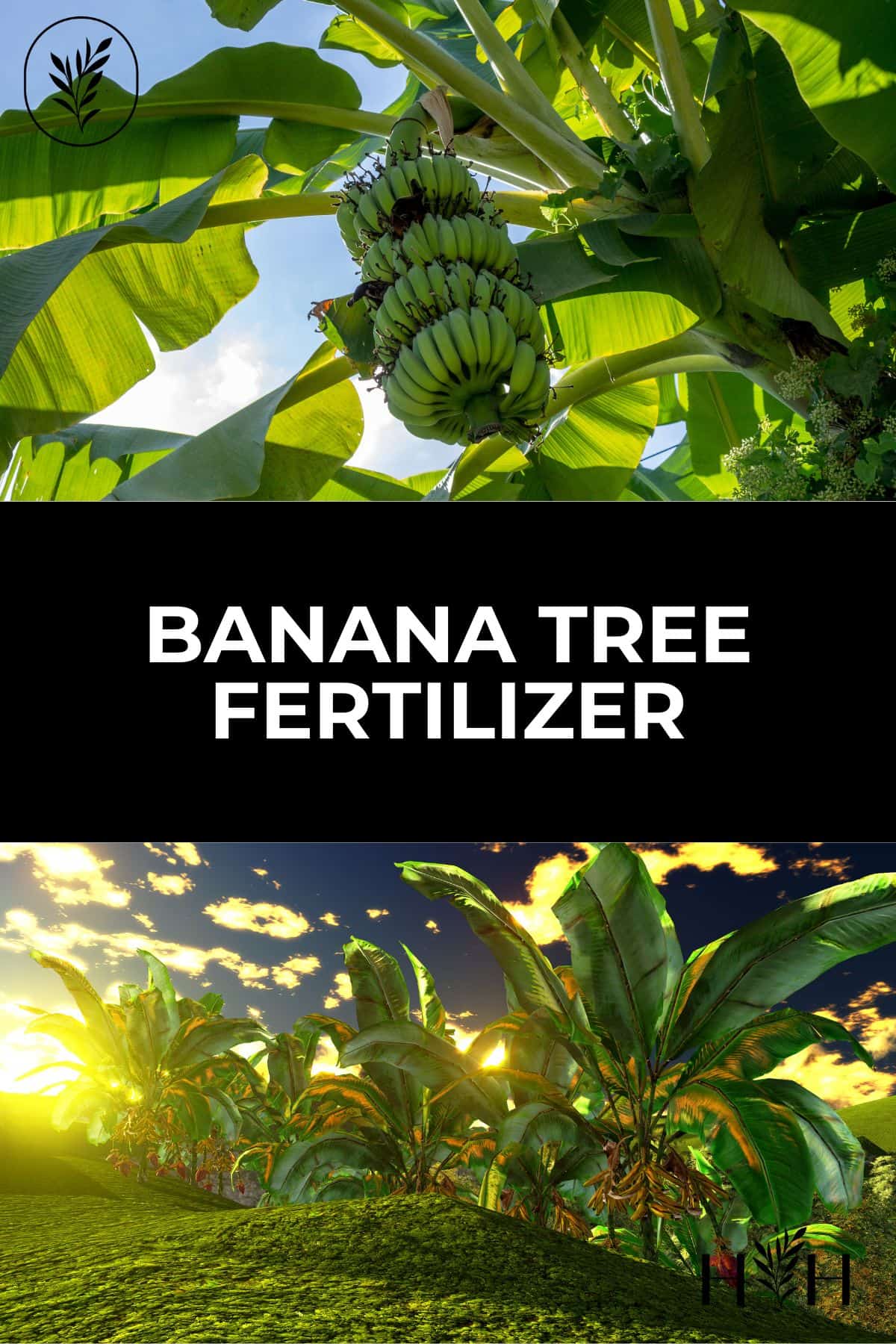 Banana tree fertilizer via @home4theharvest
