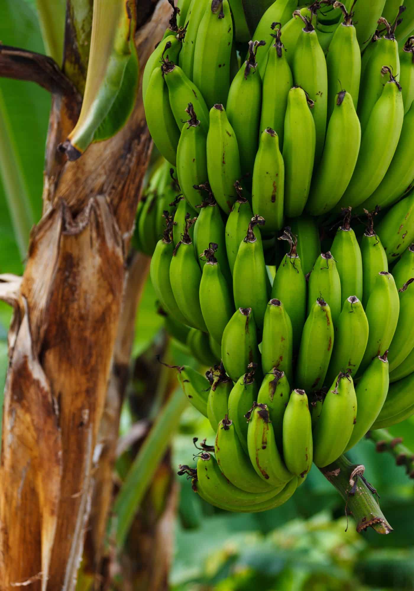 Banana tree fertilizer