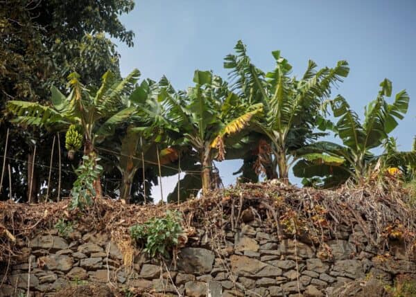 Banana tree roots 🌱 🍌 Dive into the underground world of banana plants