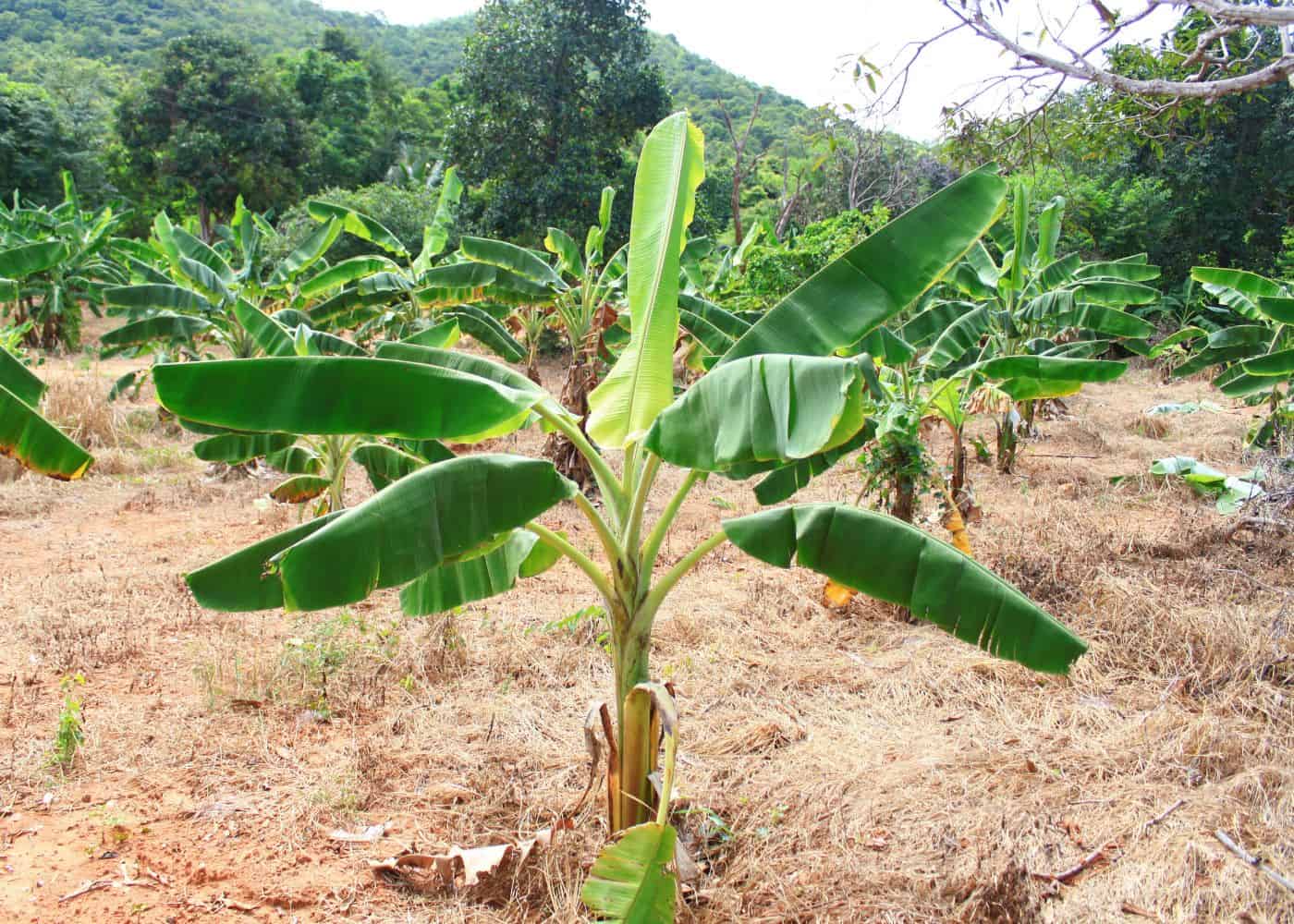 Banana tree in field - how to propagate banana trees!
