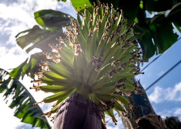 Banana tree flowering stages 🌼🍌 Follow the journey of growth