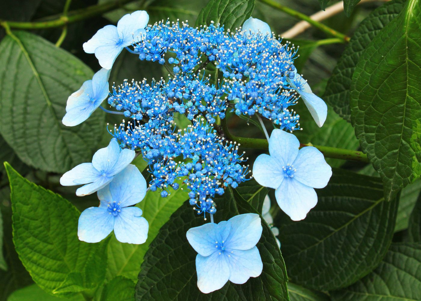 Blue lacecap hydrangea