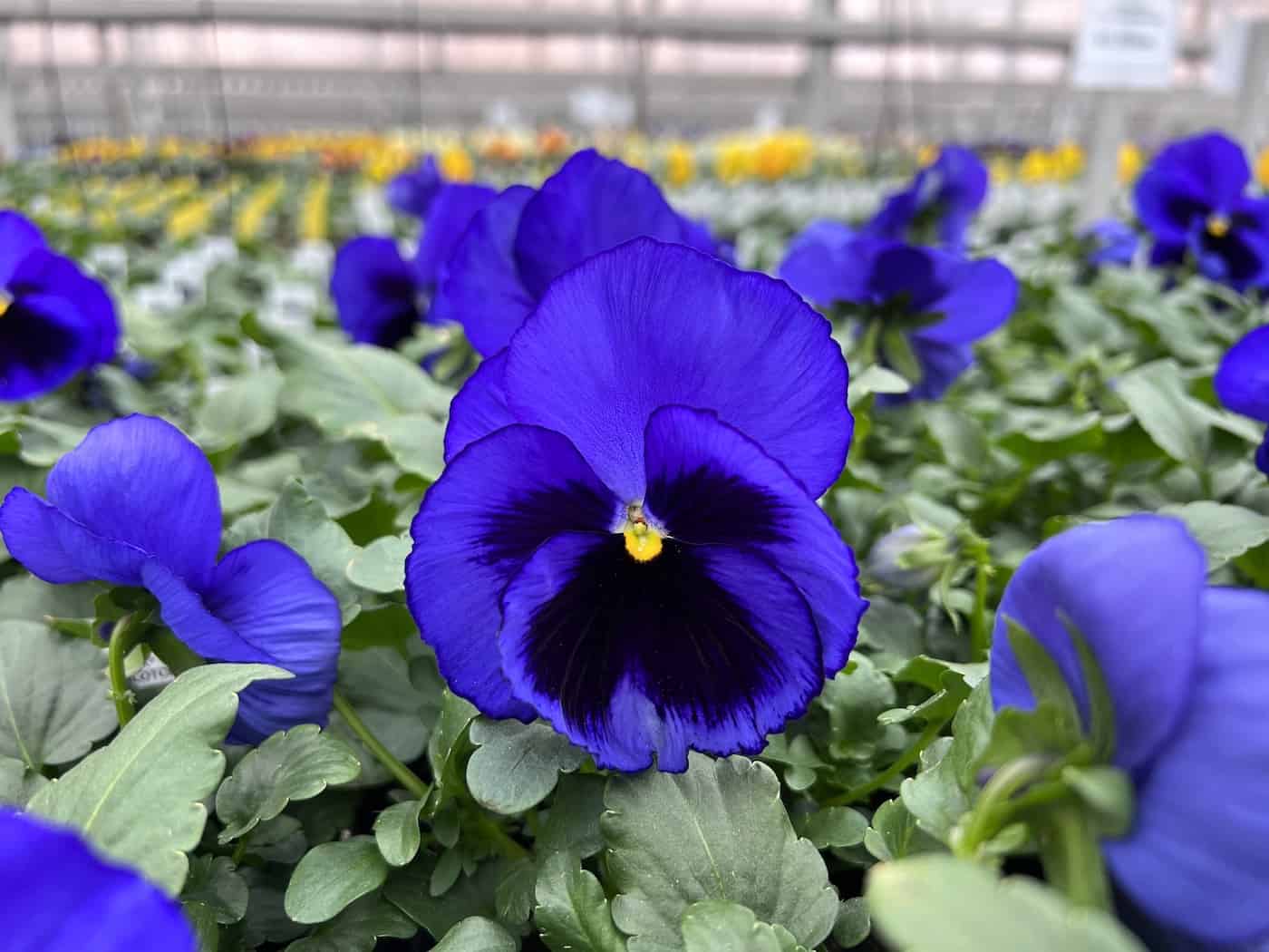 Blue violet pansy at garden center