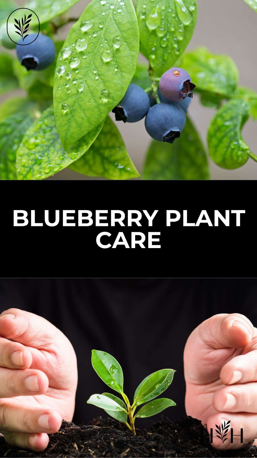 Blueberry plant care via @home4theharvest
