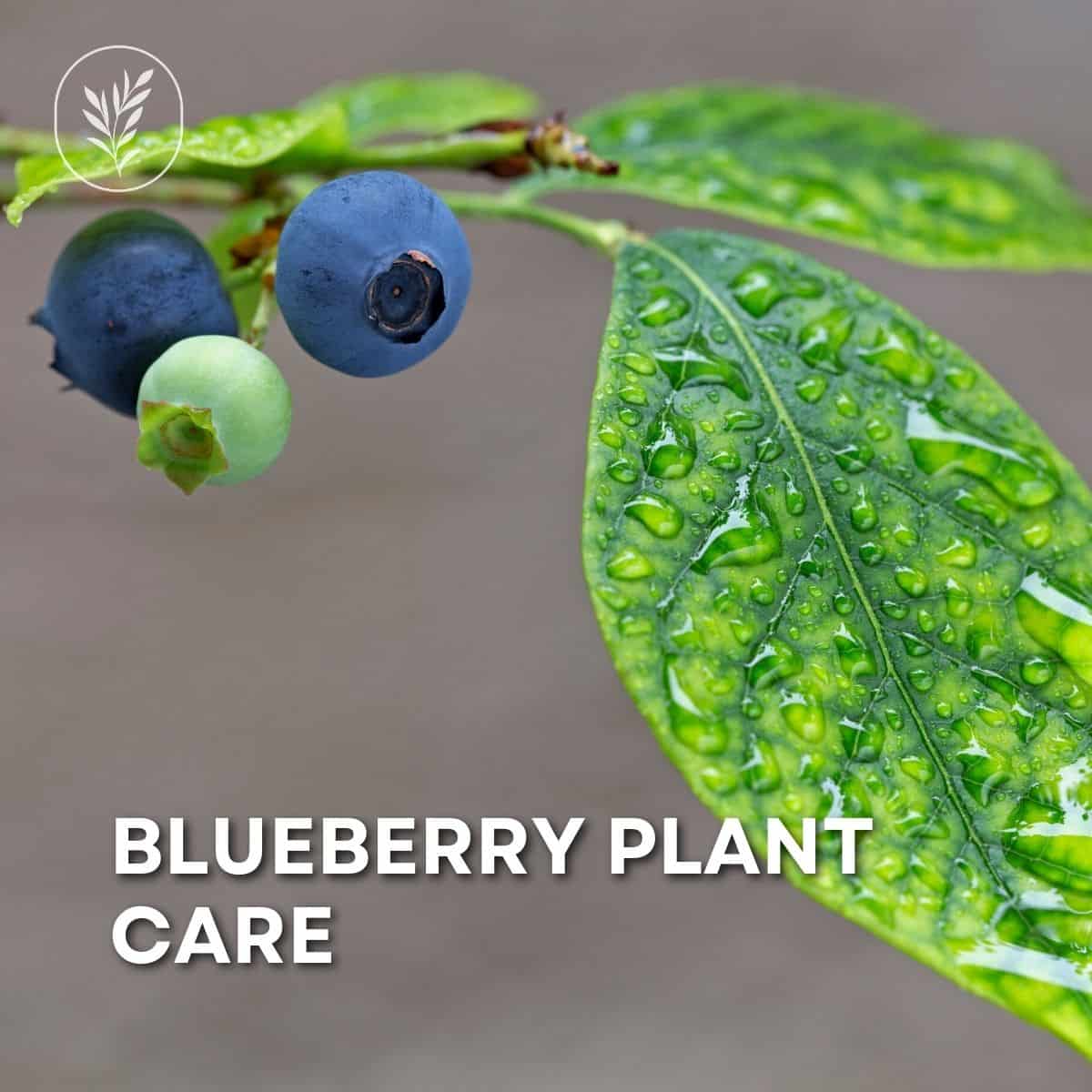 Blueberry plant care via @home4theharvest
