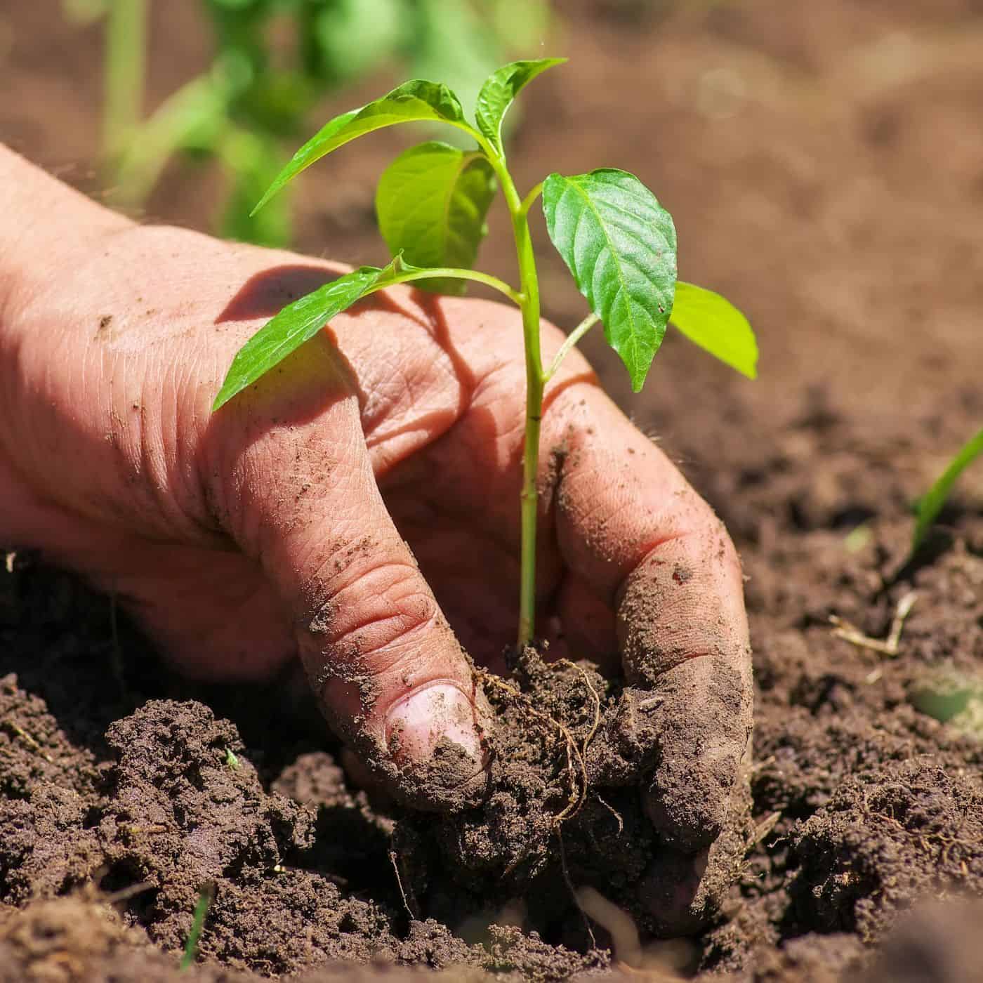 Blueberry plant fertilizer 🌿 🫐 Boosting growth and fruit yield