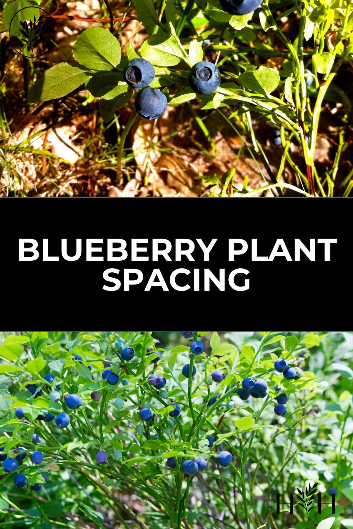If you're planting a few blueberry bushes, its time to consider blueberry plant spacing. Whether you're planting a whole field or just a few shrubs along a pathway, its worth figuring out how far apart to plant them before you get out the shovel. Via @home4theharvest