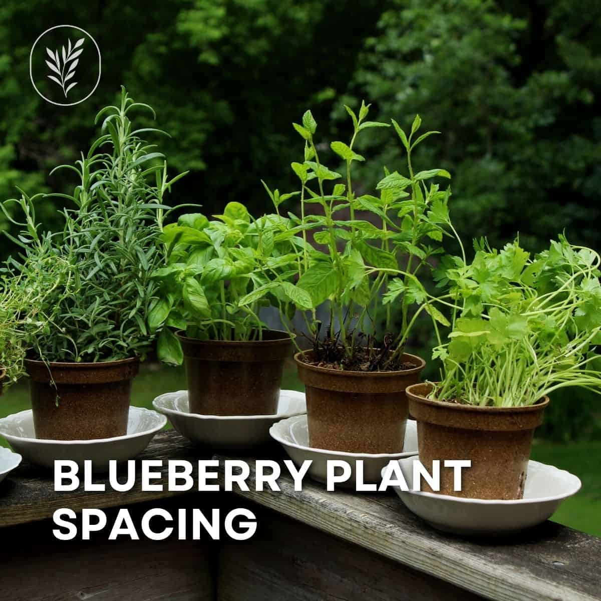 If you're planting a few blueberry bushes, its time to consider blueberry plant spacing. Whether you're planting a whole field or just a few shrubs along a pathway, its worth figuring out how far apart to plant them before you get out the shovel. Via @home4theharvest