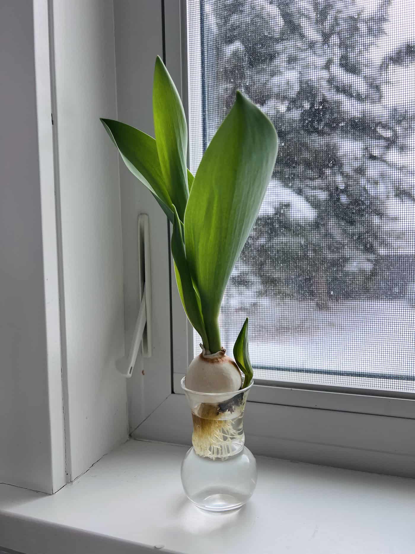 Bulb forcing in clear vase on windowsill