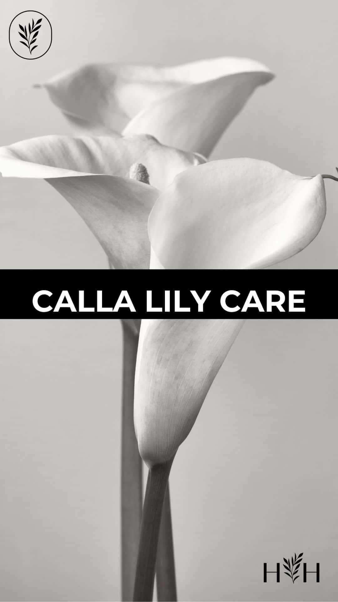 Calla lily care via @home4theharvest