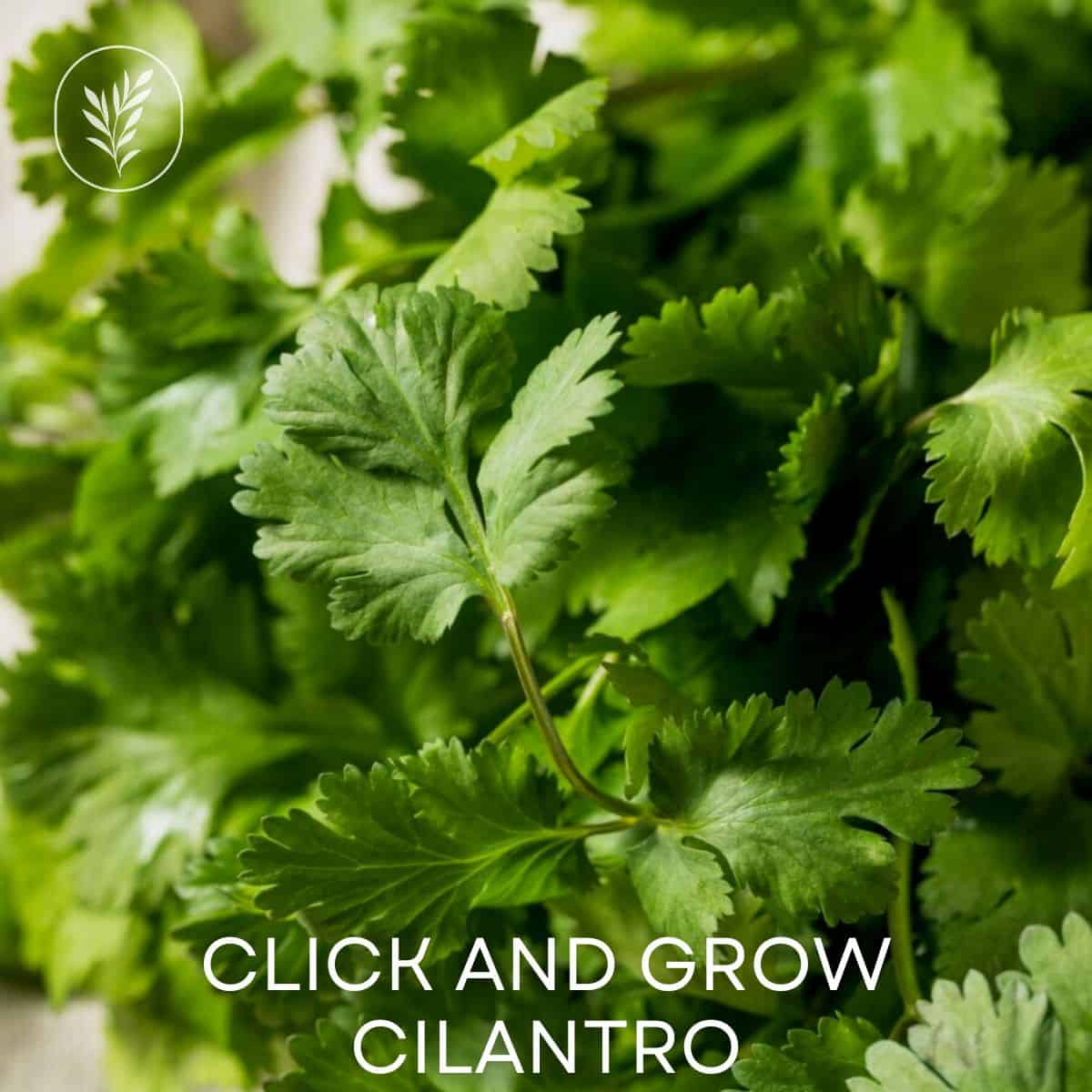 Click and grow cilantro via @home4theharvest