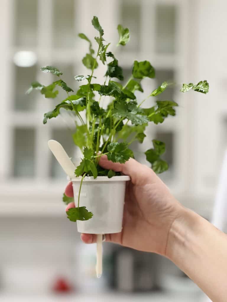 Click and grow cilantro plant in pod