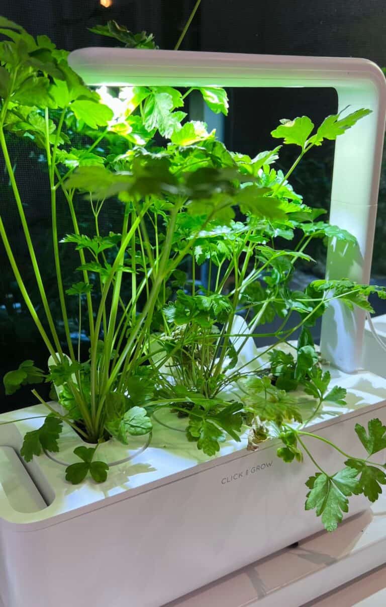 Click and grow parsley