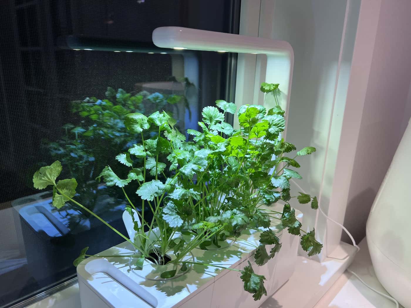 Click and grow with cilantro growing in it (coriander plants)
