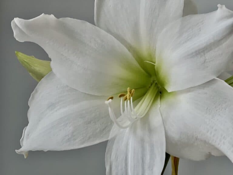 Close up of white amaryllis