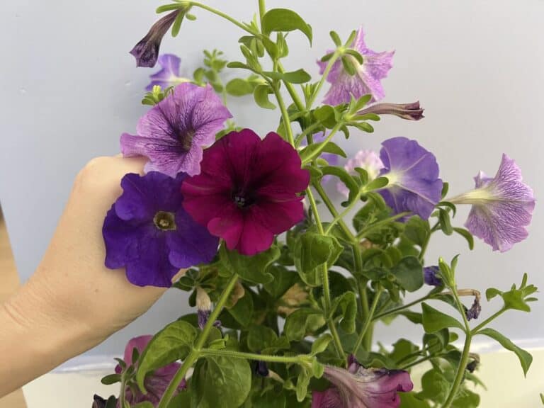 Different colors of petunia flowers