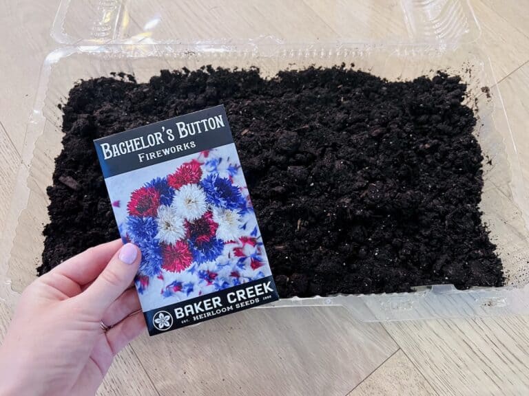 Flower seeds to plant in february