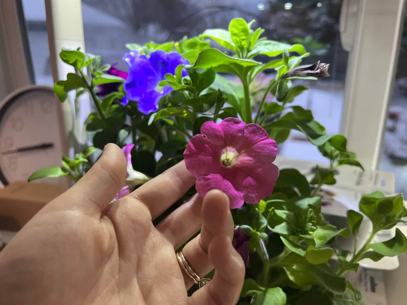 Growing petunias indoors in january