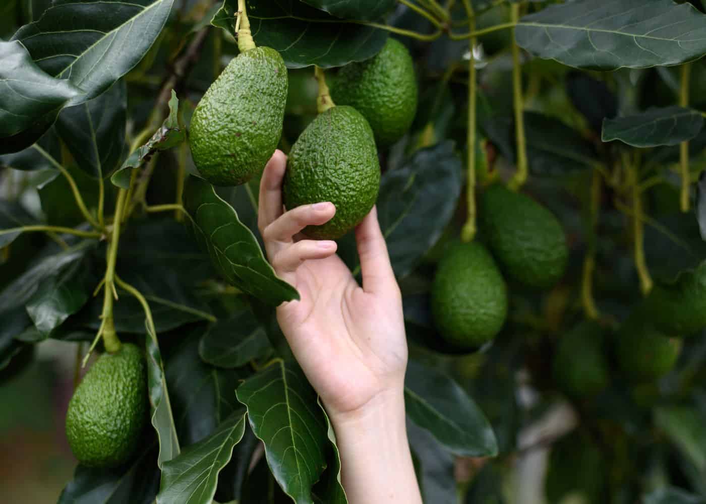 Harvesting from a hass avocado tree