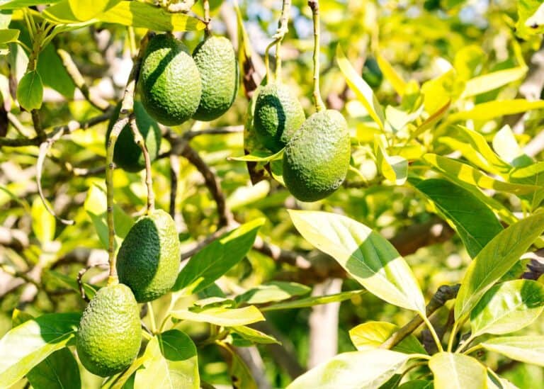 Hass avocados growing