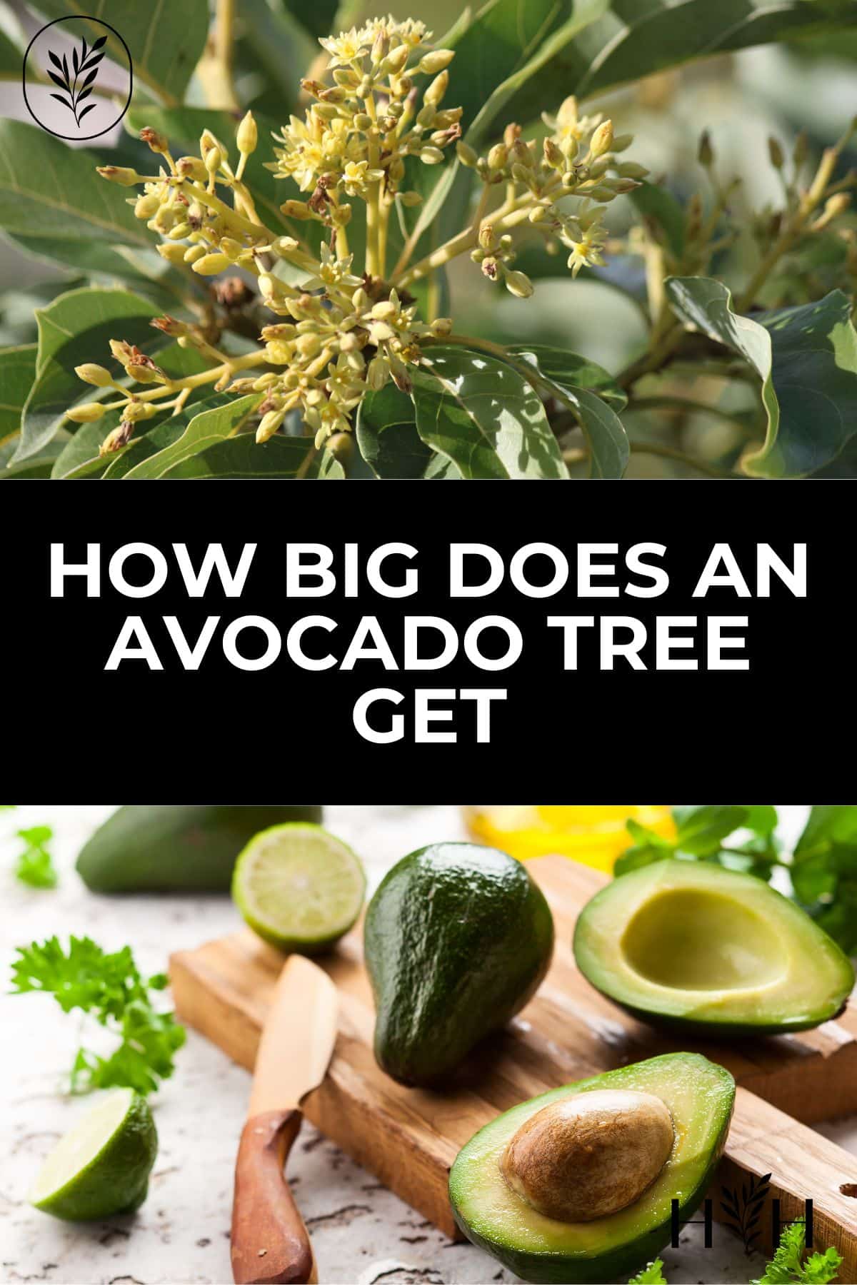How big does an avocado tree get via @home4theharvest