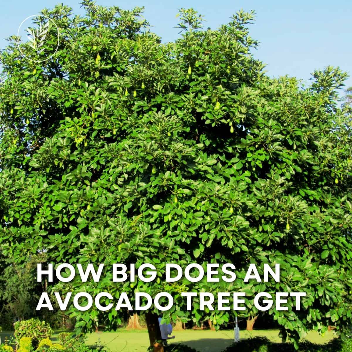 How big does an avocado tree get via @home4theharvest