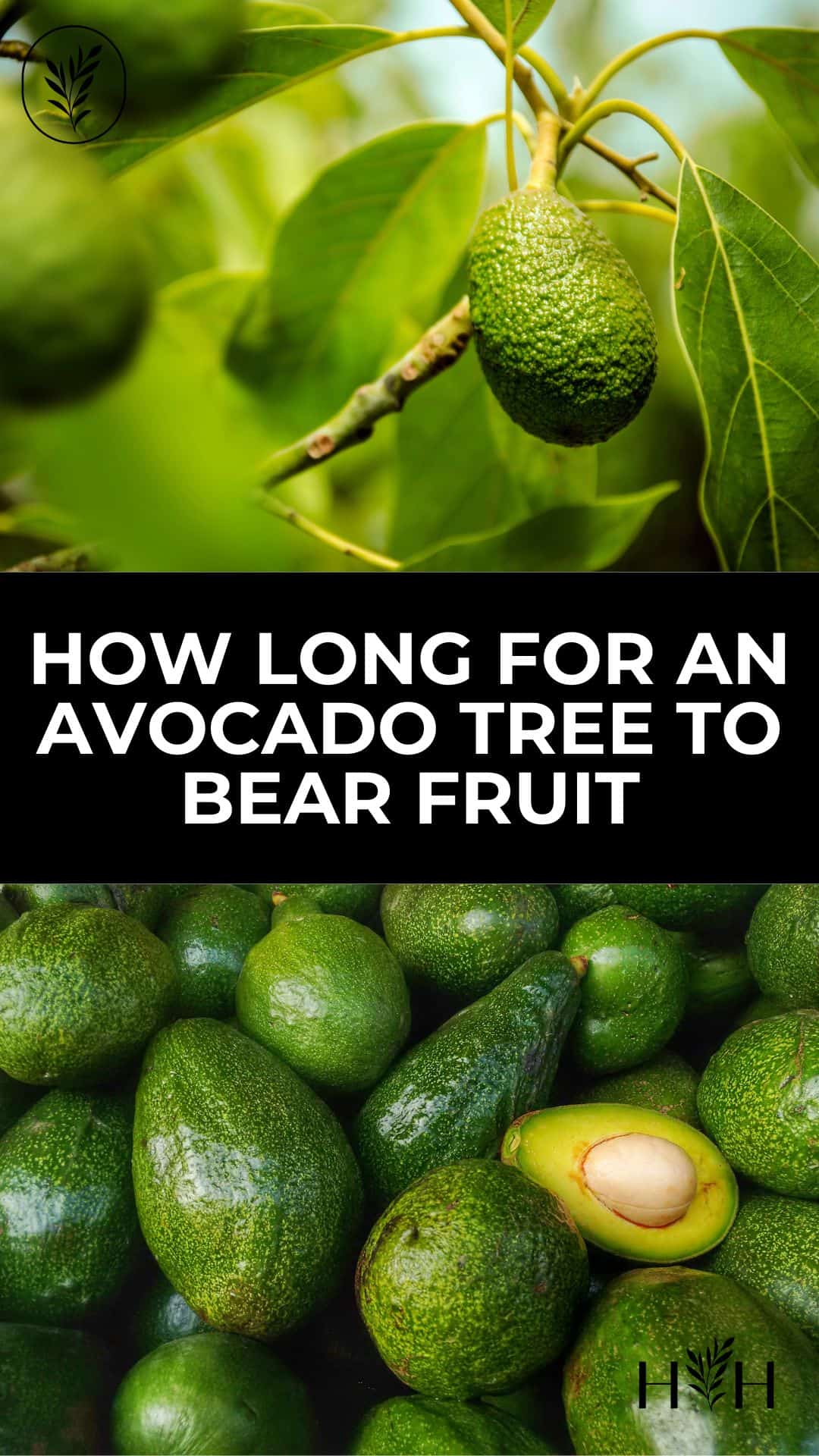 How long for an avocado tree to bear fruit via @home4theharvest