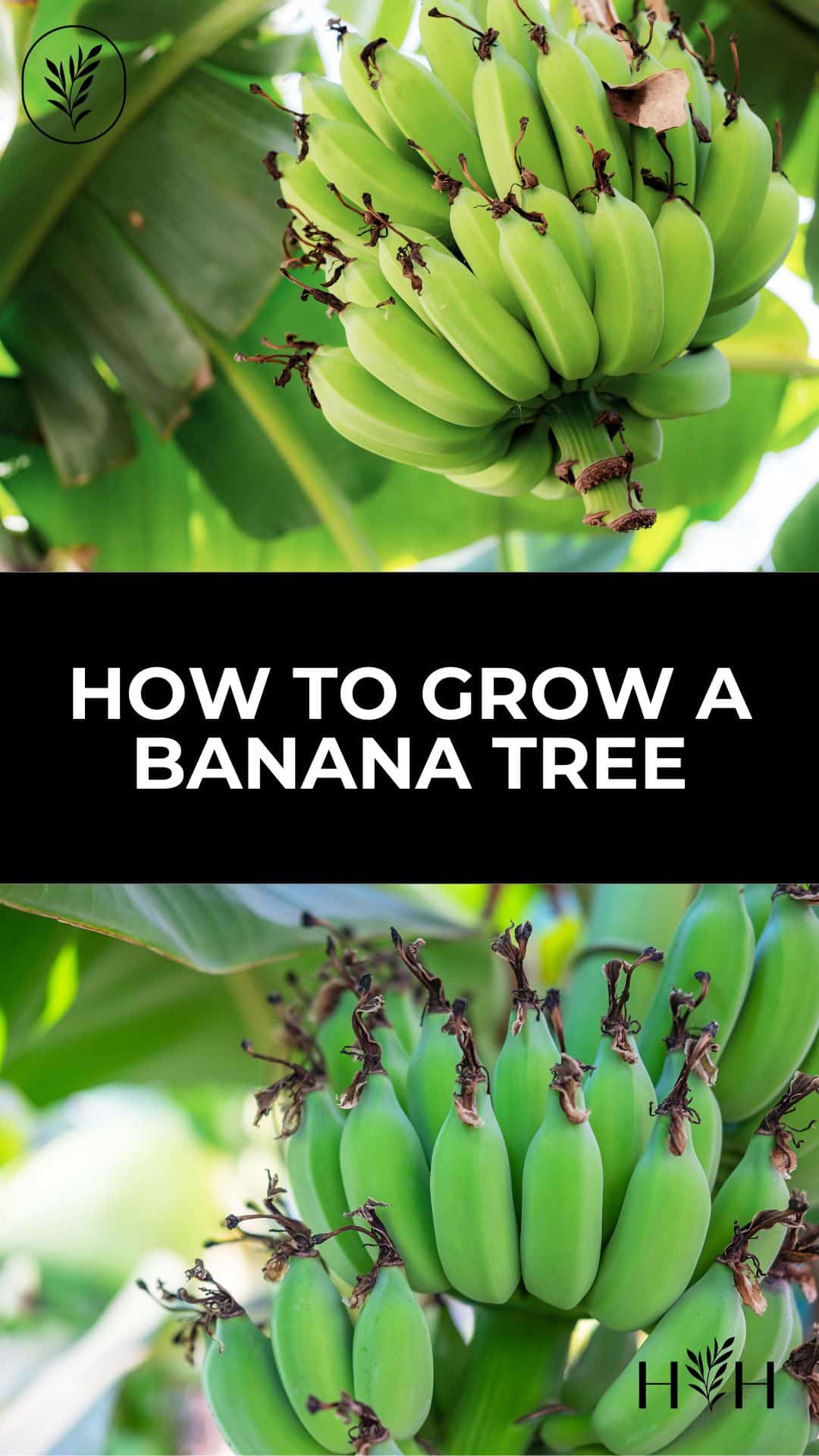 How to grow a banana tree via @home4theharvest