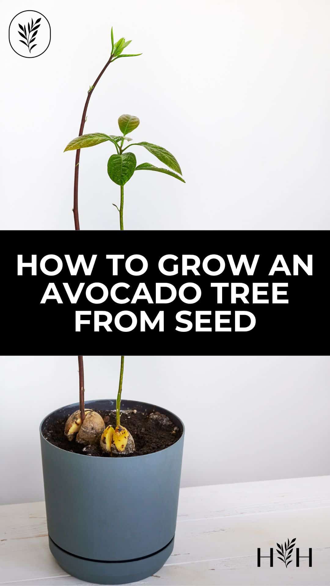 How to grow an avocado tree from seed via @home4theharvest