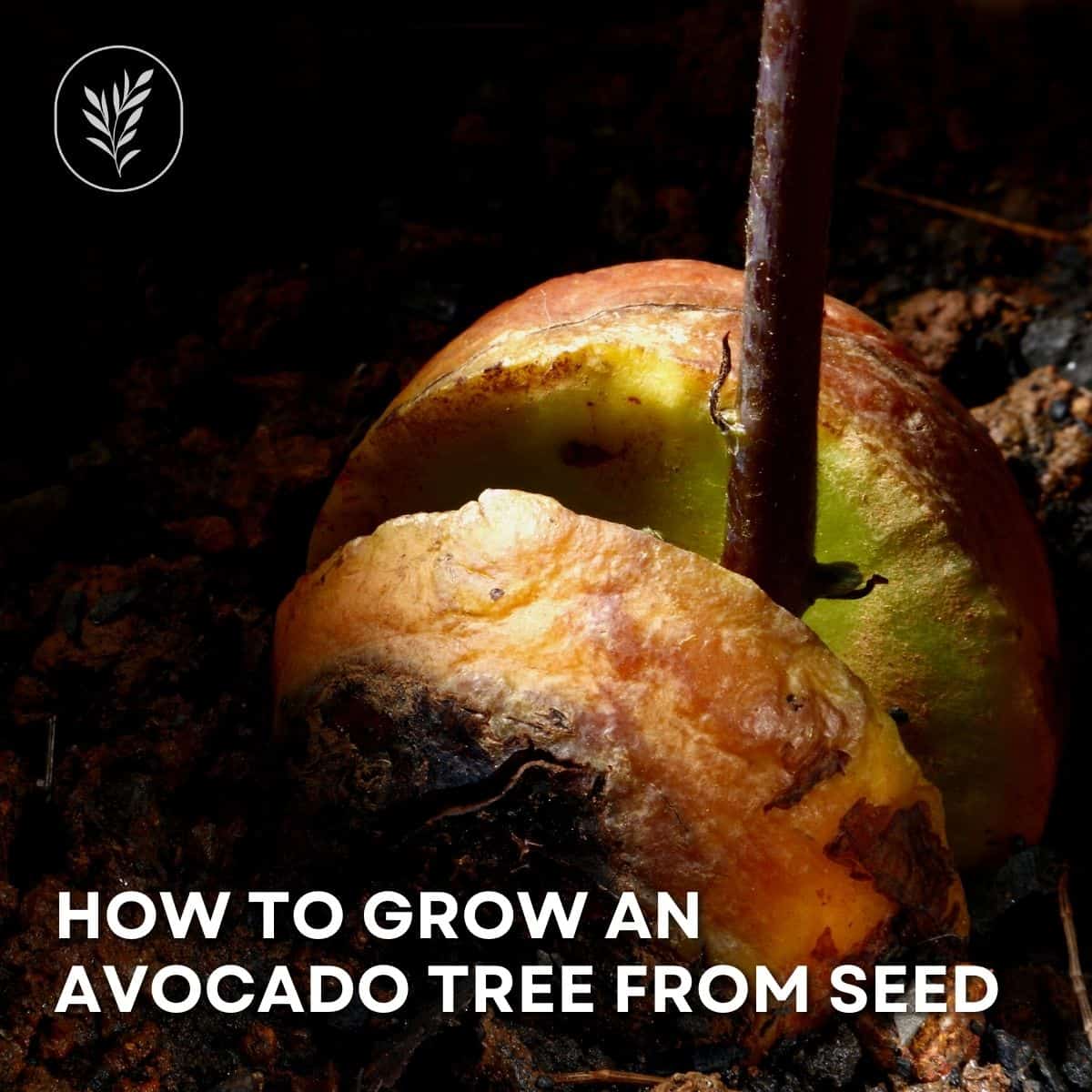 How to grow an avocado tree from seed via @home4theharvest