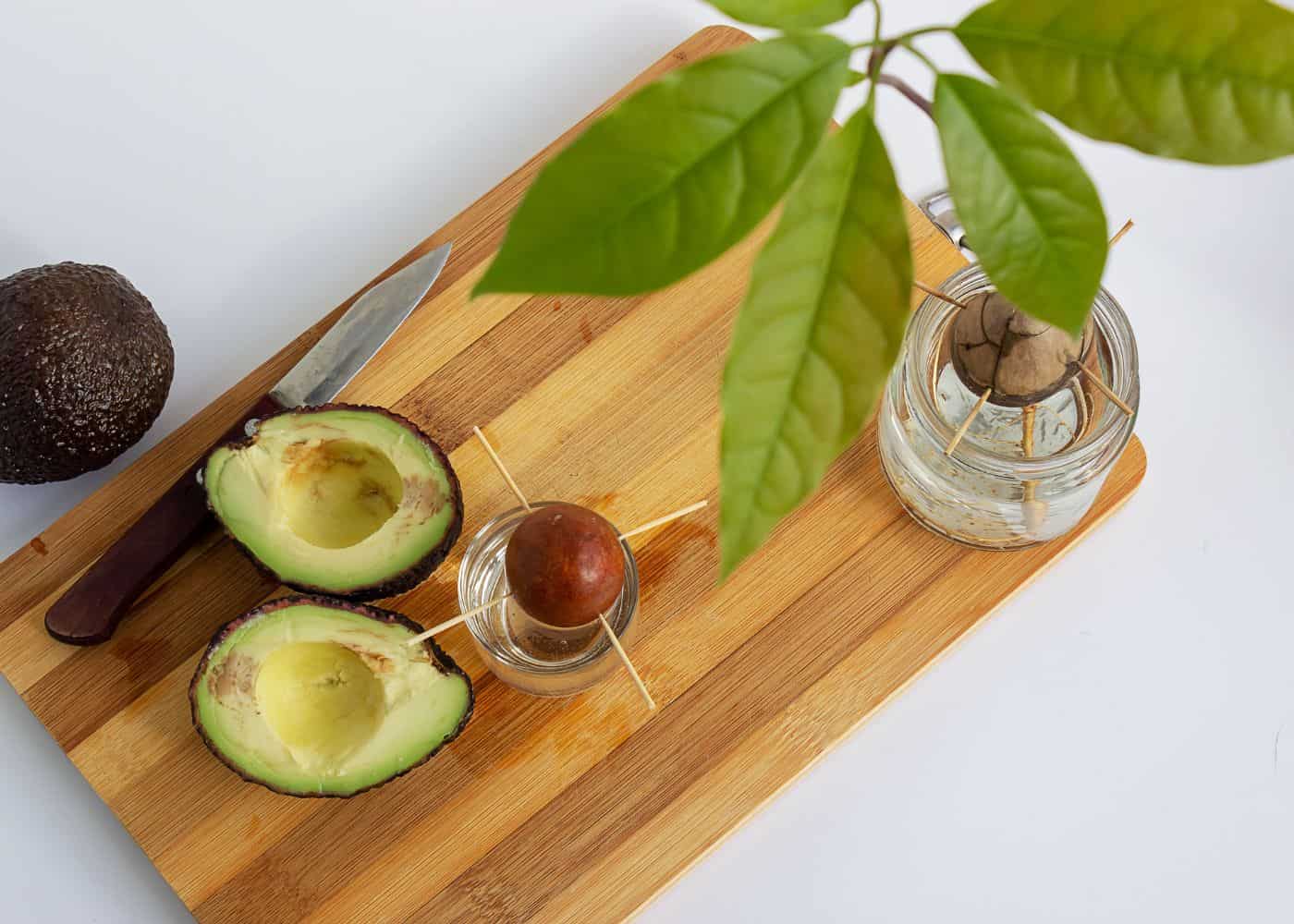 How to grow an avocado tree from seed