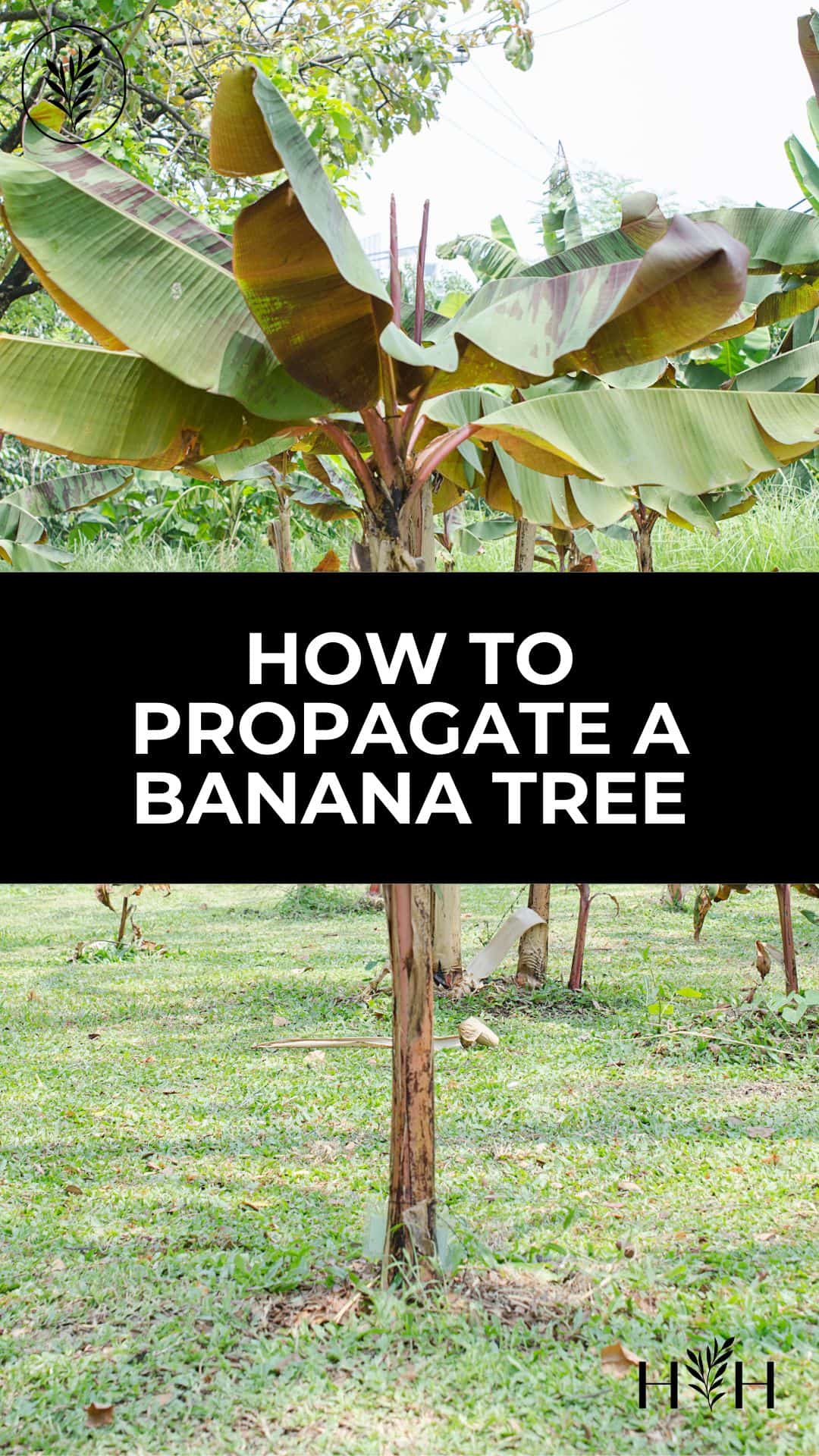 How to propagate a banana tree via @home4theharvest